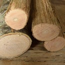 Seasoning small section timber.