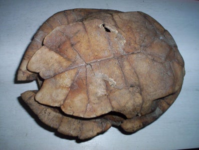 Turtley Awesome Dig-Site Discovery