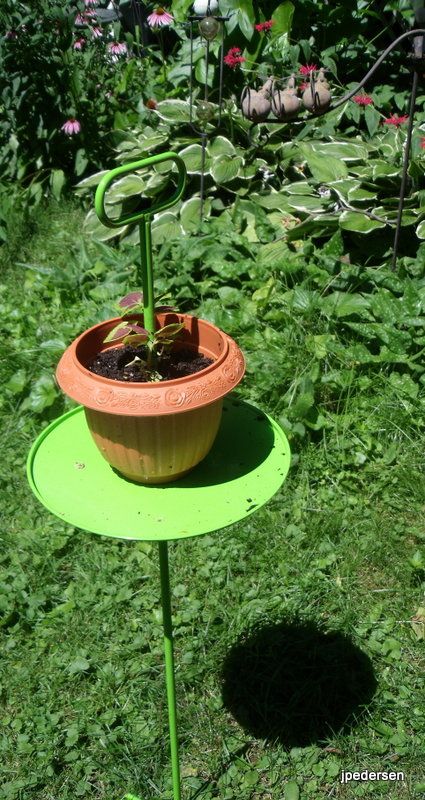 I.F.O. Identifiable Flowering Object