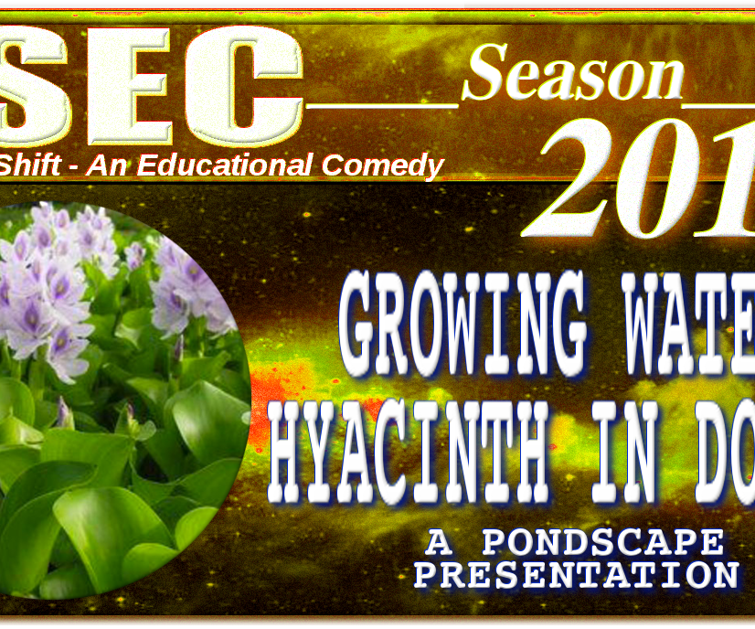 Growing Water Hyacinth in Doors