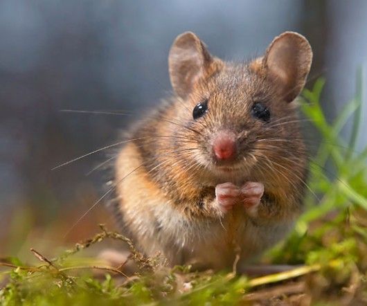 How to Get Rid of Mice 