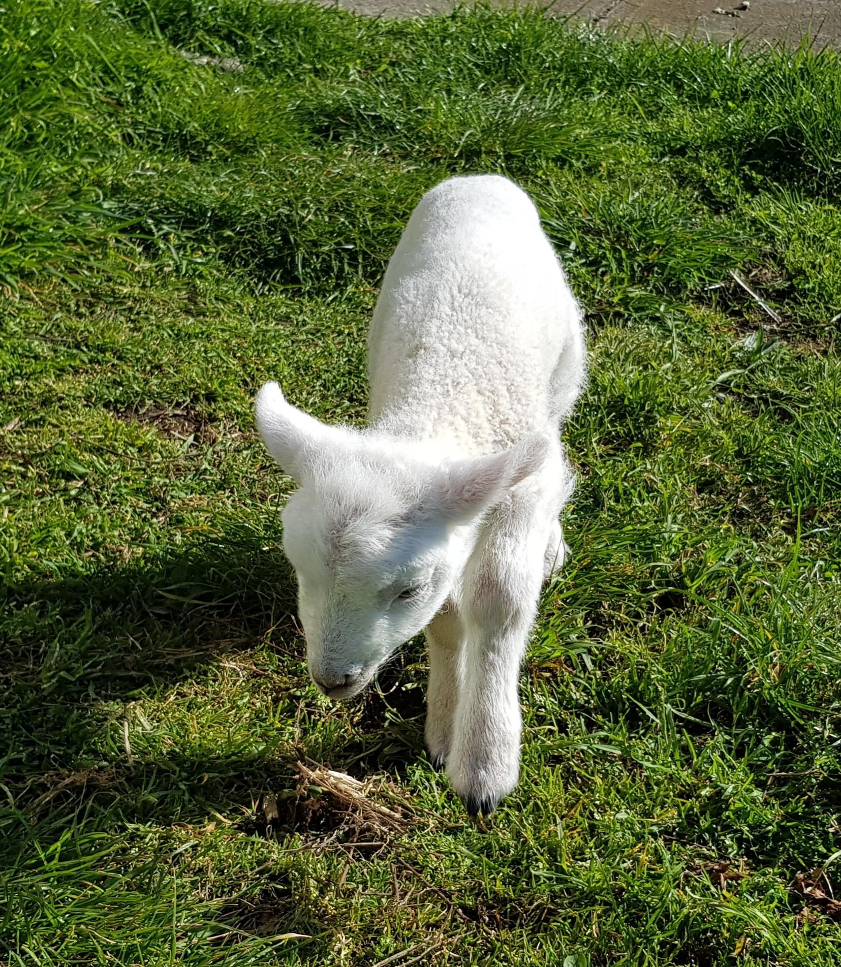 Raising Orphan Lambs 4 Steps (with Pictures) Instructables