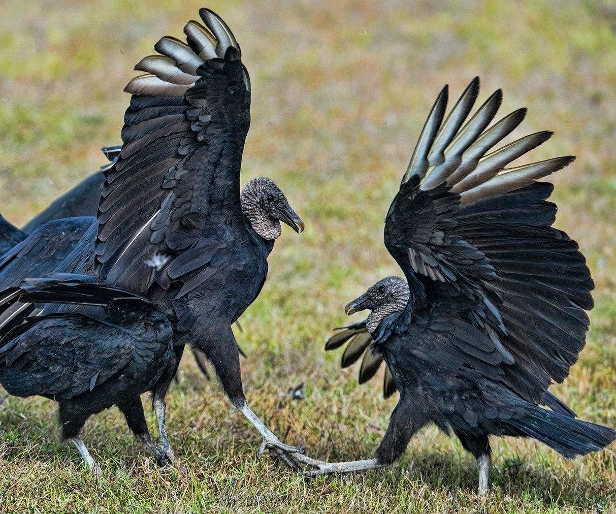 Aluminum Alloy Design Competition: the Black Vultures