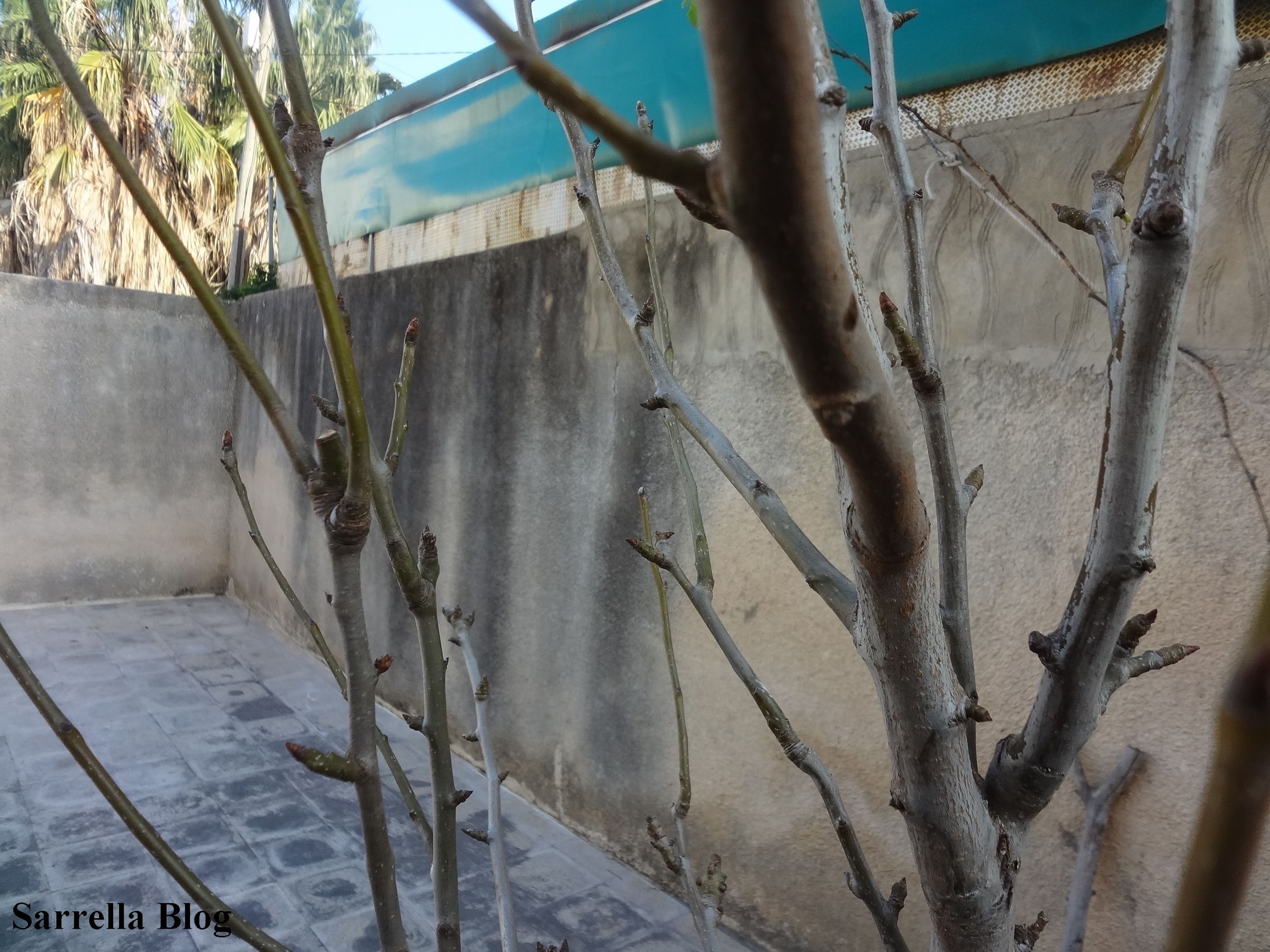 Grafting a Pear Scion to a Quince Tree 14 Steps (with Pictures