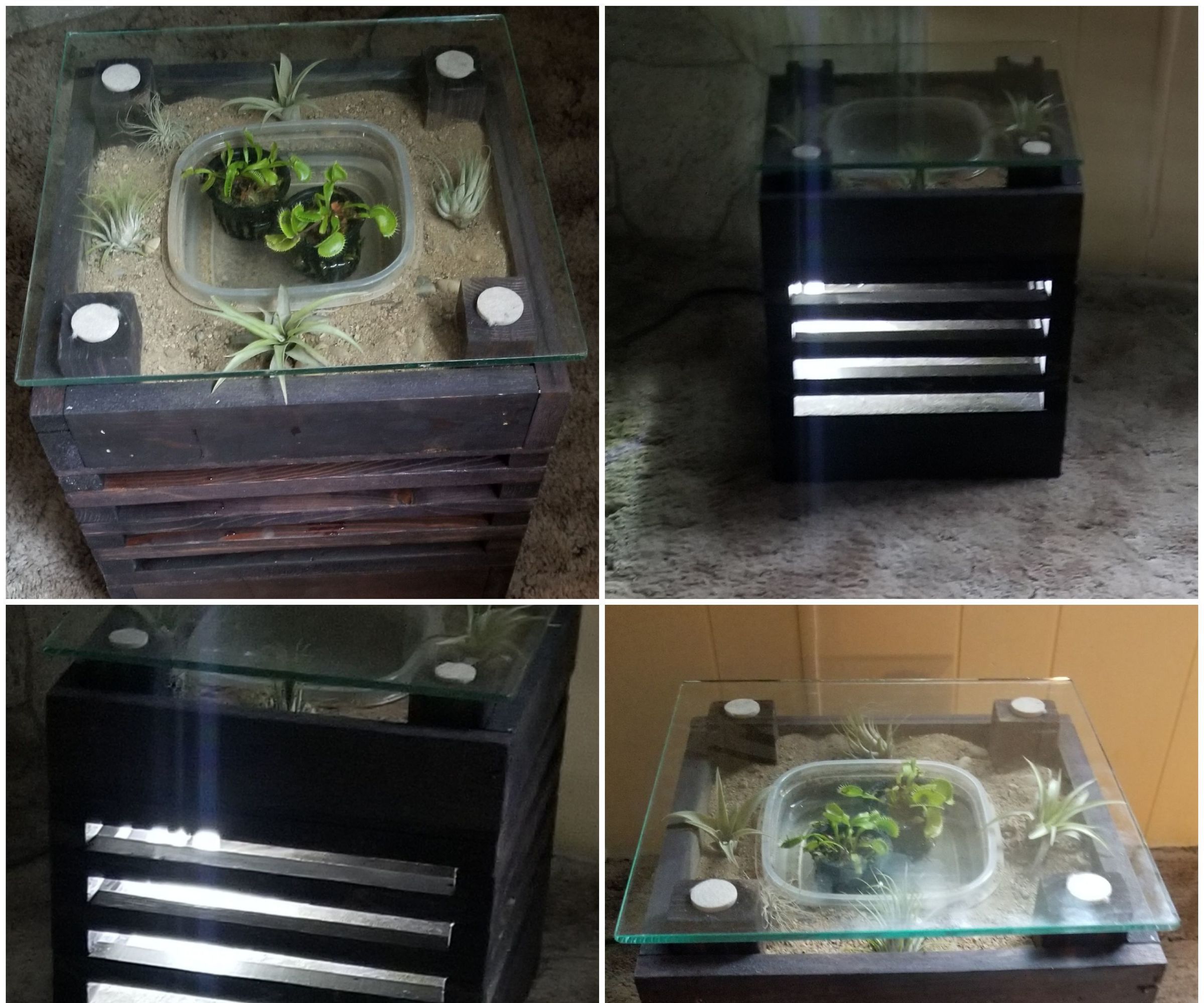 Venus Flytrap/Air Plant Illuminated Terrarium 