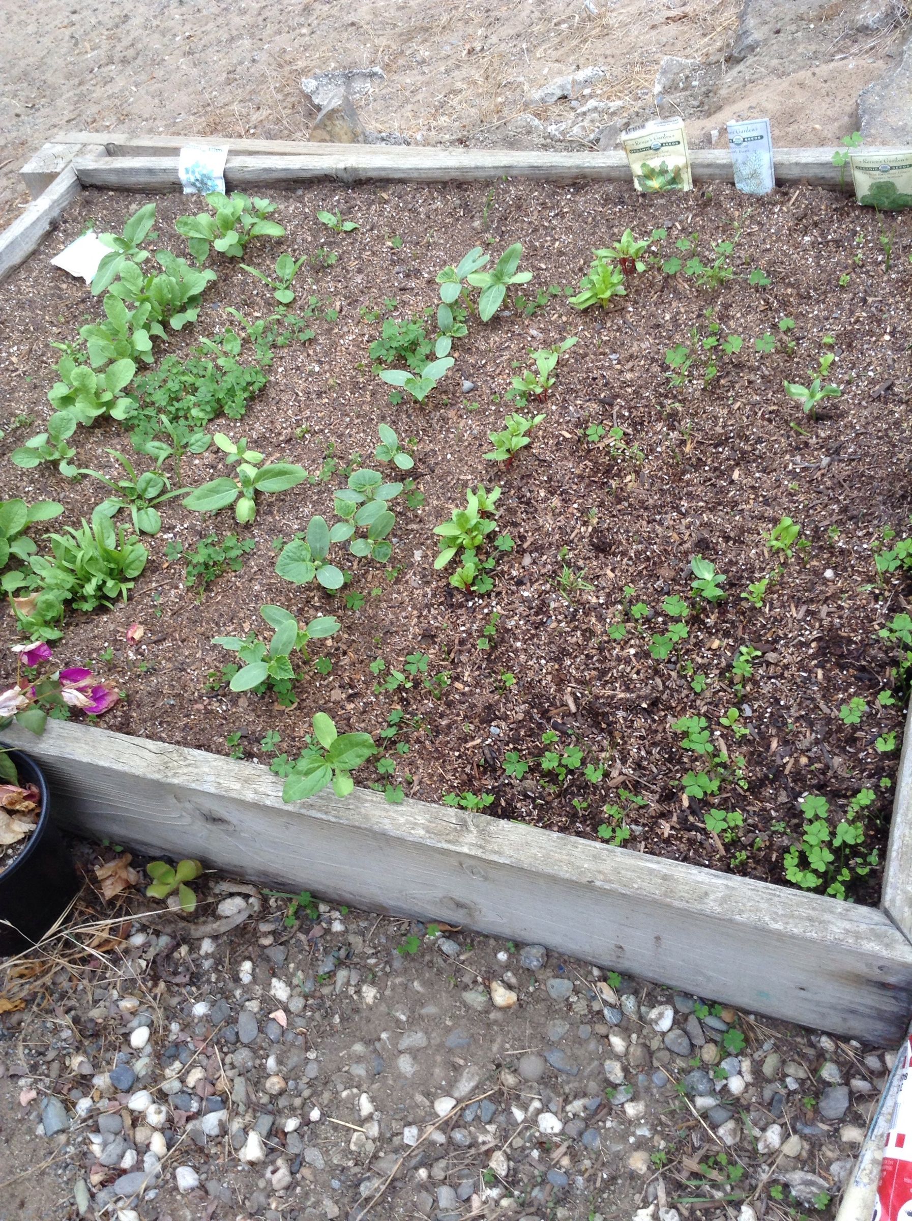 Make a New Garden!!!!