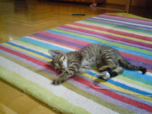 toy for your cat
