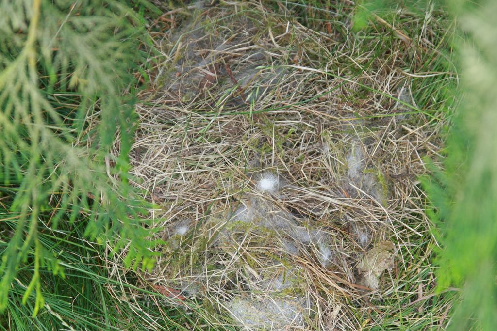 Wild Rabbit Nest Needle Felted Eastern Cottontail Rabbit Nest Made
