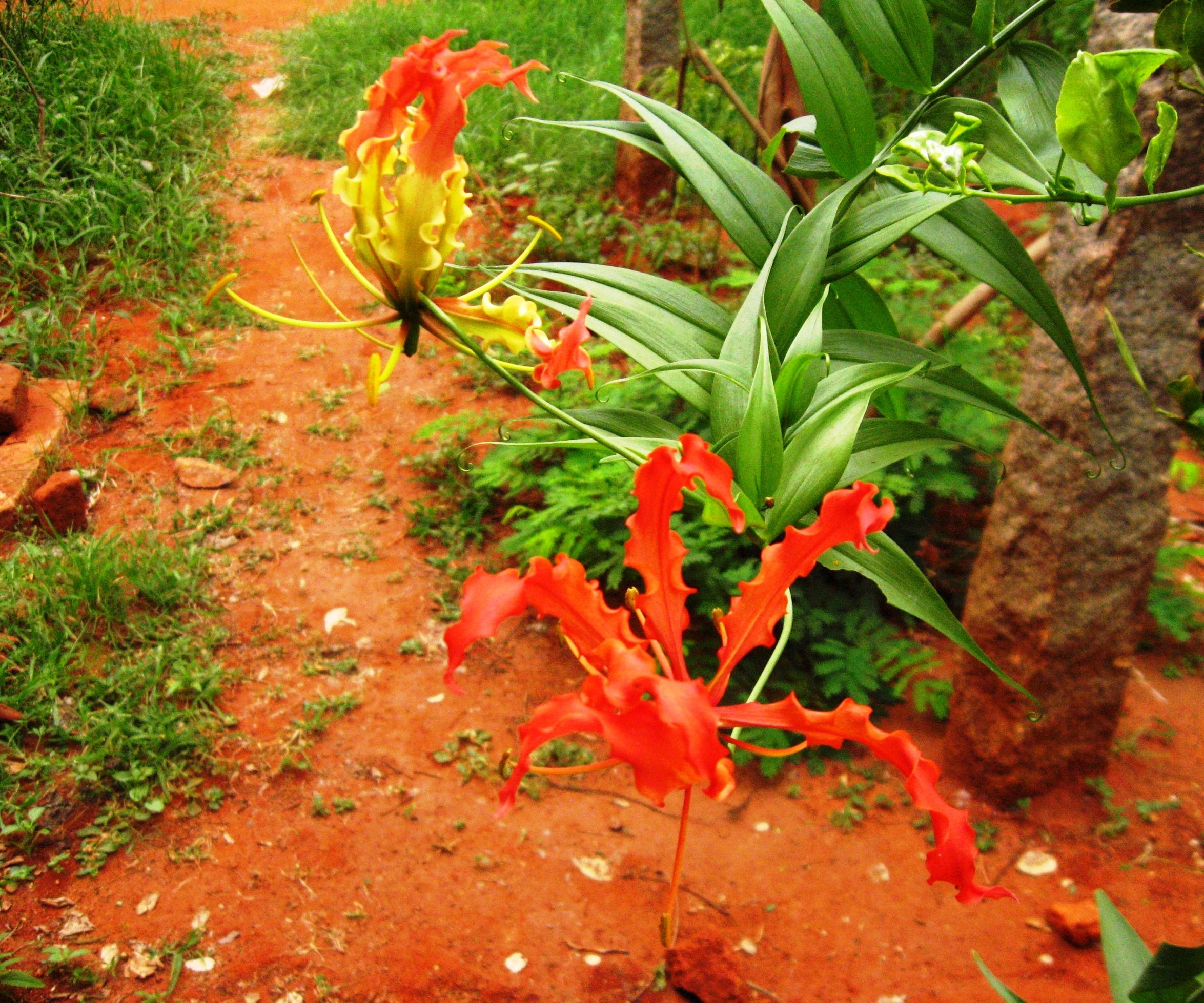 The Life of Glory Lily Flower : a Nature Watcher's Diary