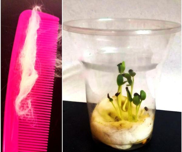 Plant Seeds Inside Hair!