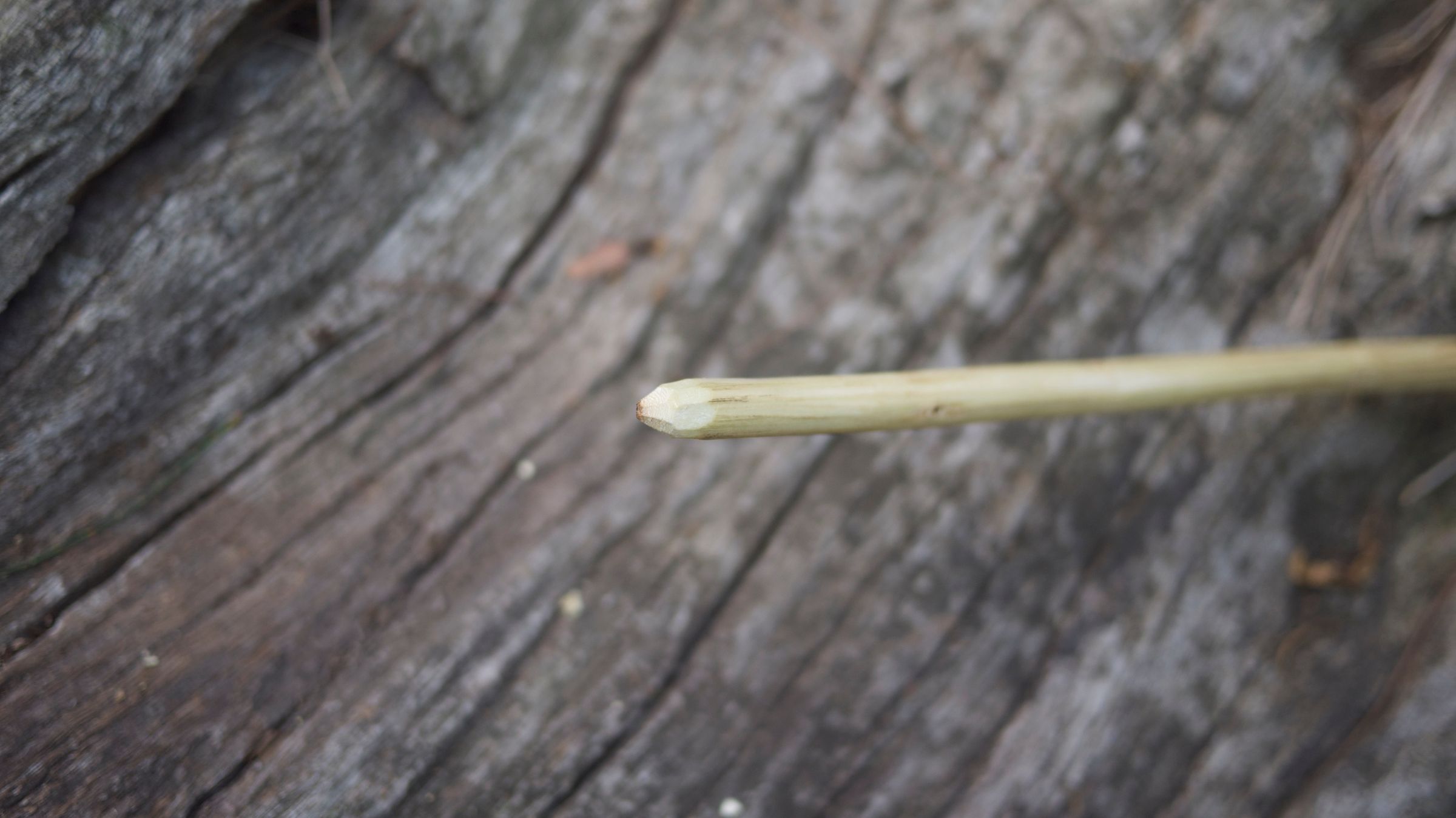 Hand Drill Fire With Green Wood! 9 Steps (with Pictures) Instructables