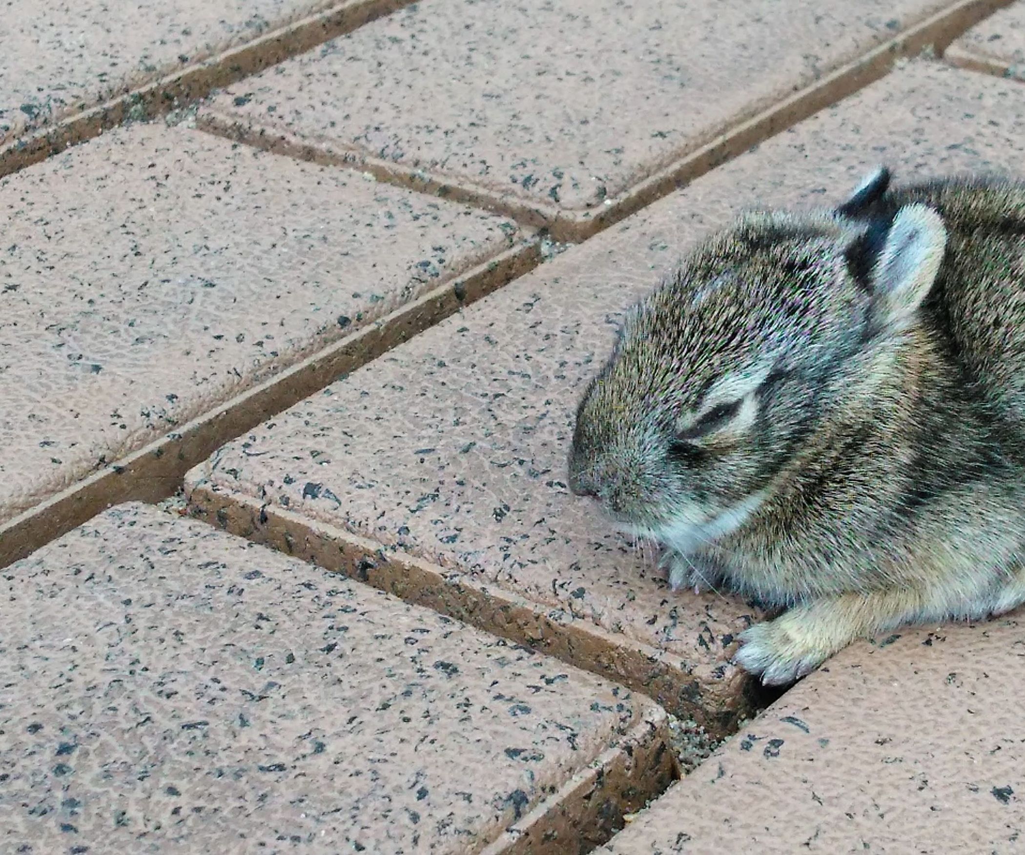 Newborn Rabbit Babies
