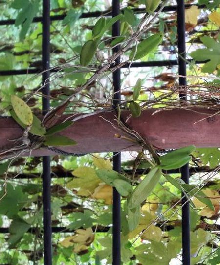 Hanging Handle Planter