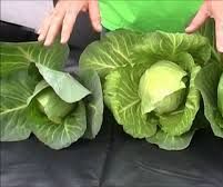 Information and Facts That Can Help Along With Your Hydroponics System in Glenwood Springs