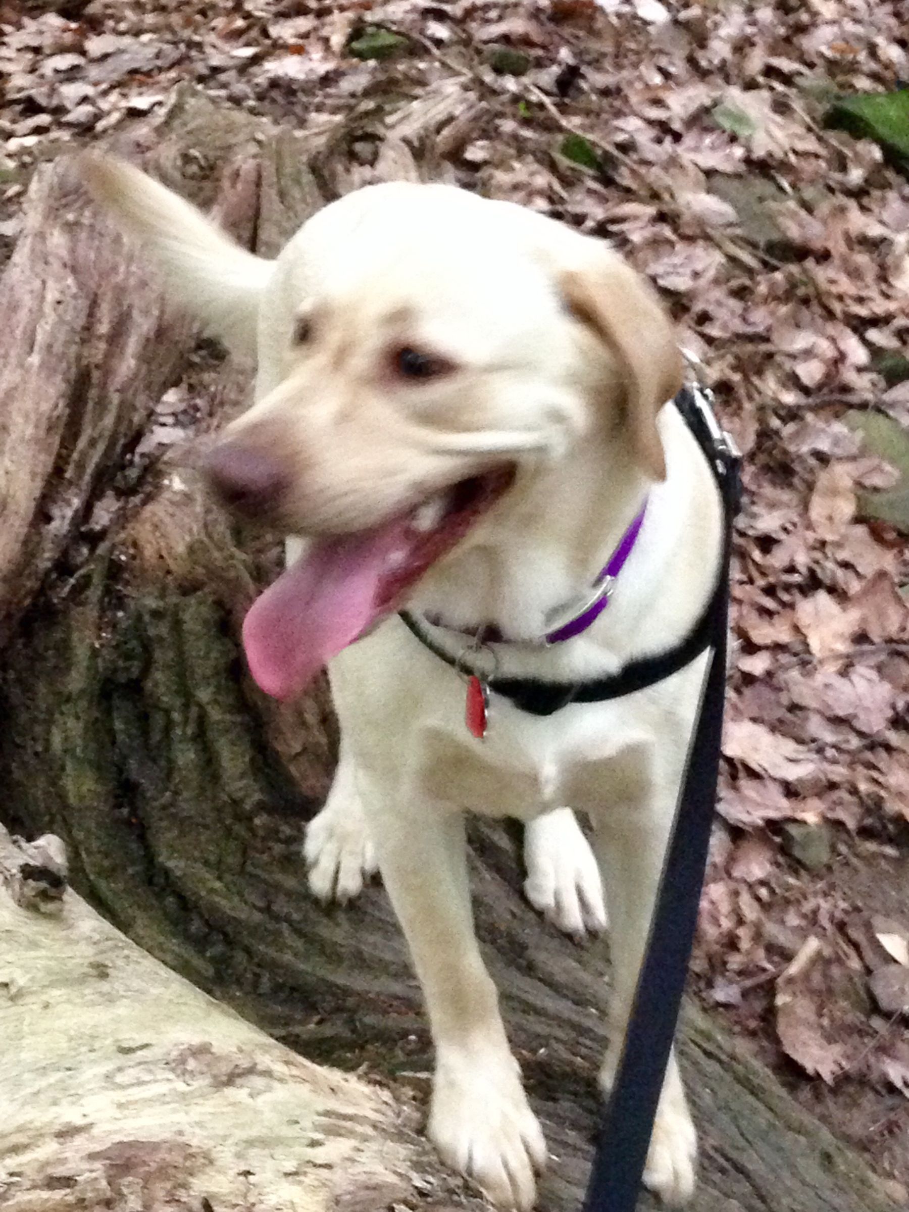 The $8 Dog Brush Vacuum Attachment!!!