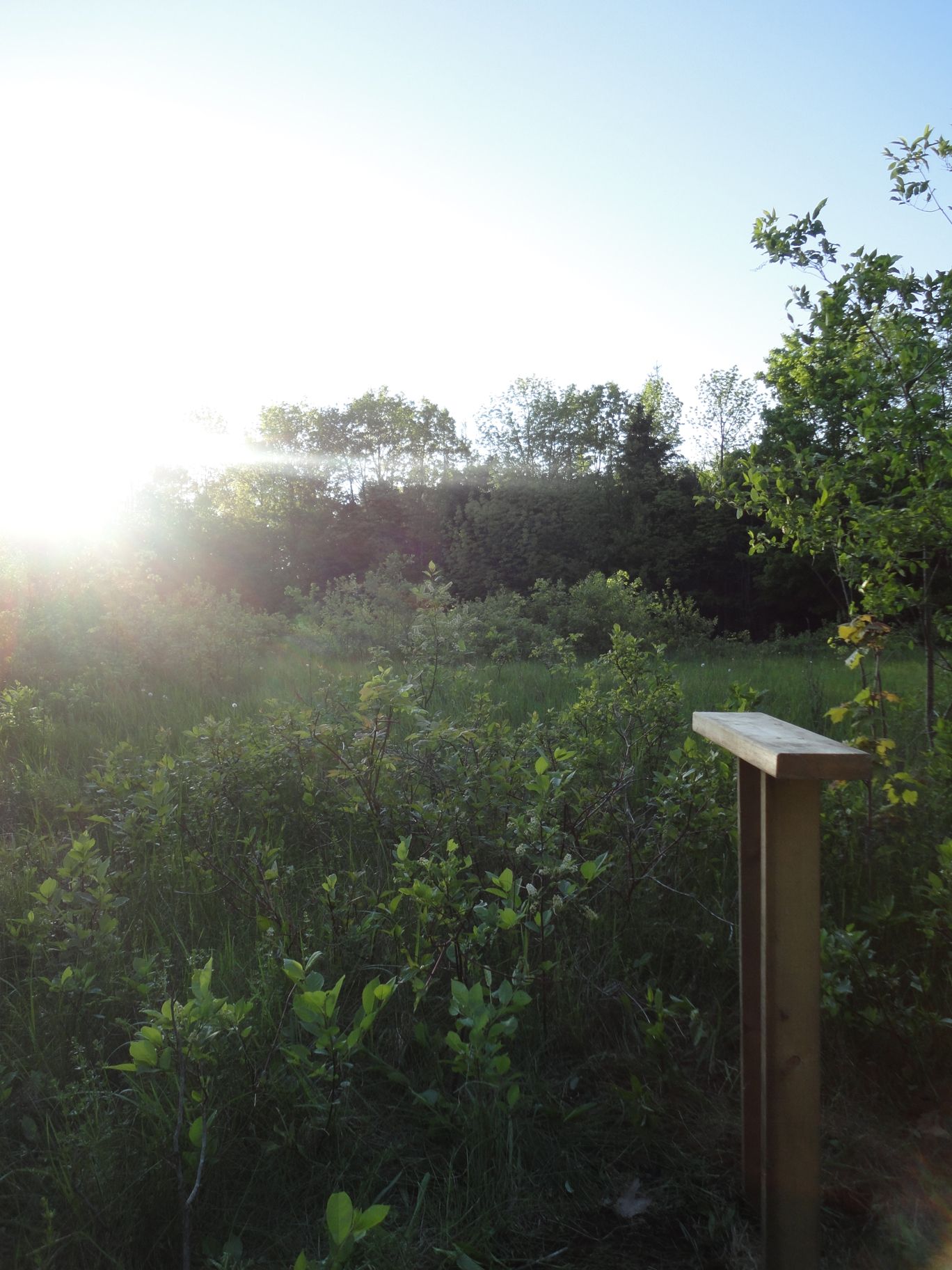 How to Build an Owl Feeder