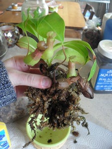 Layer 3: Add Your Plant