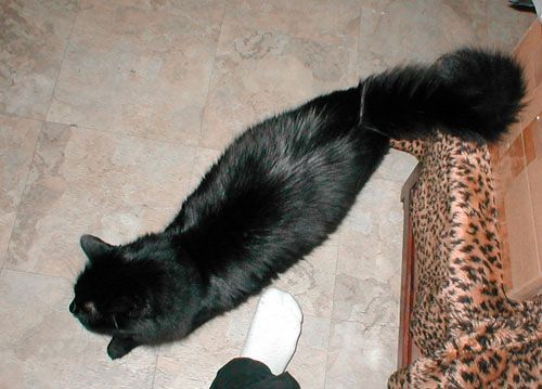 Cat Table
