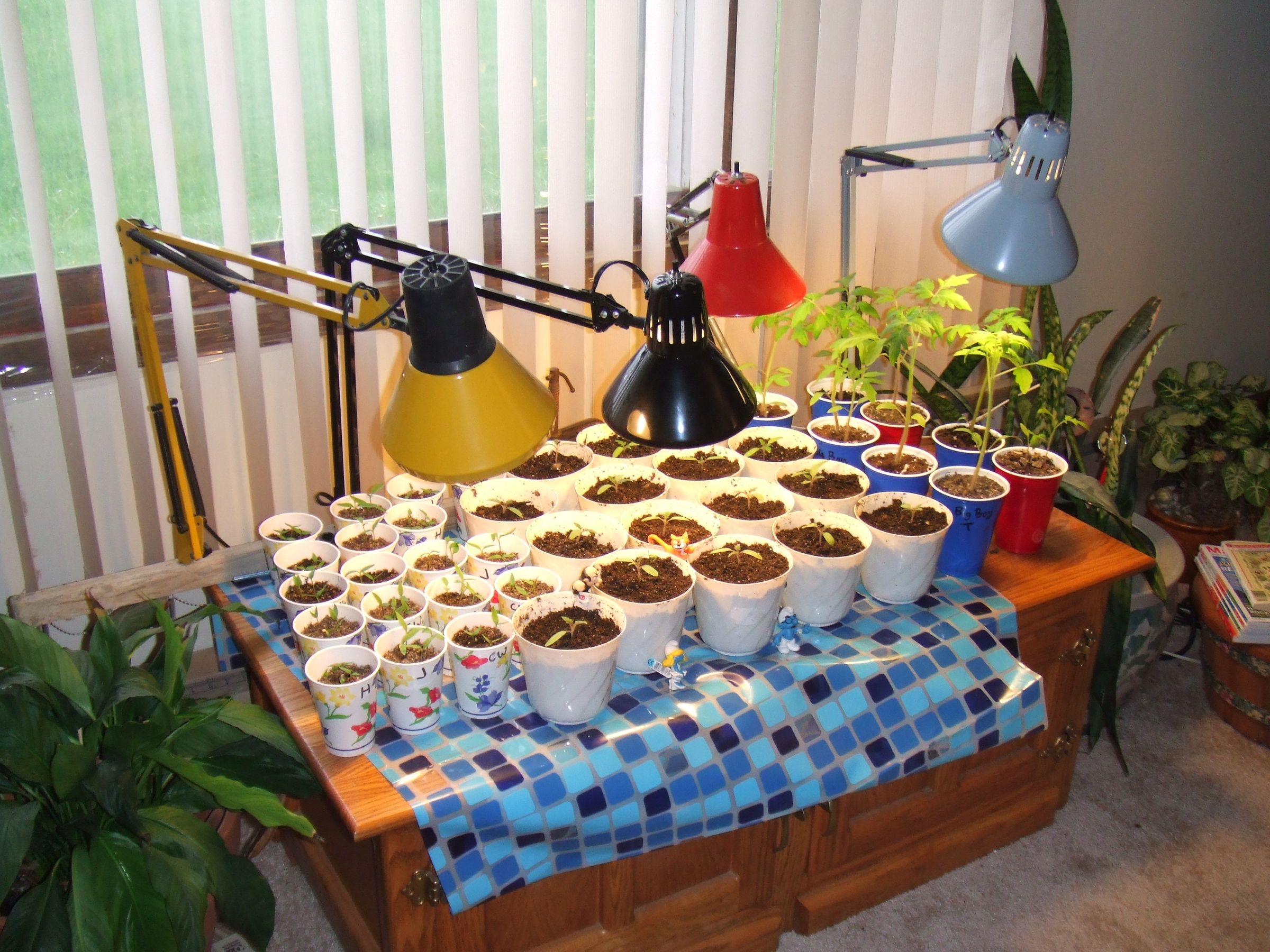 Tomato and Pepper Seed Starting Indoors