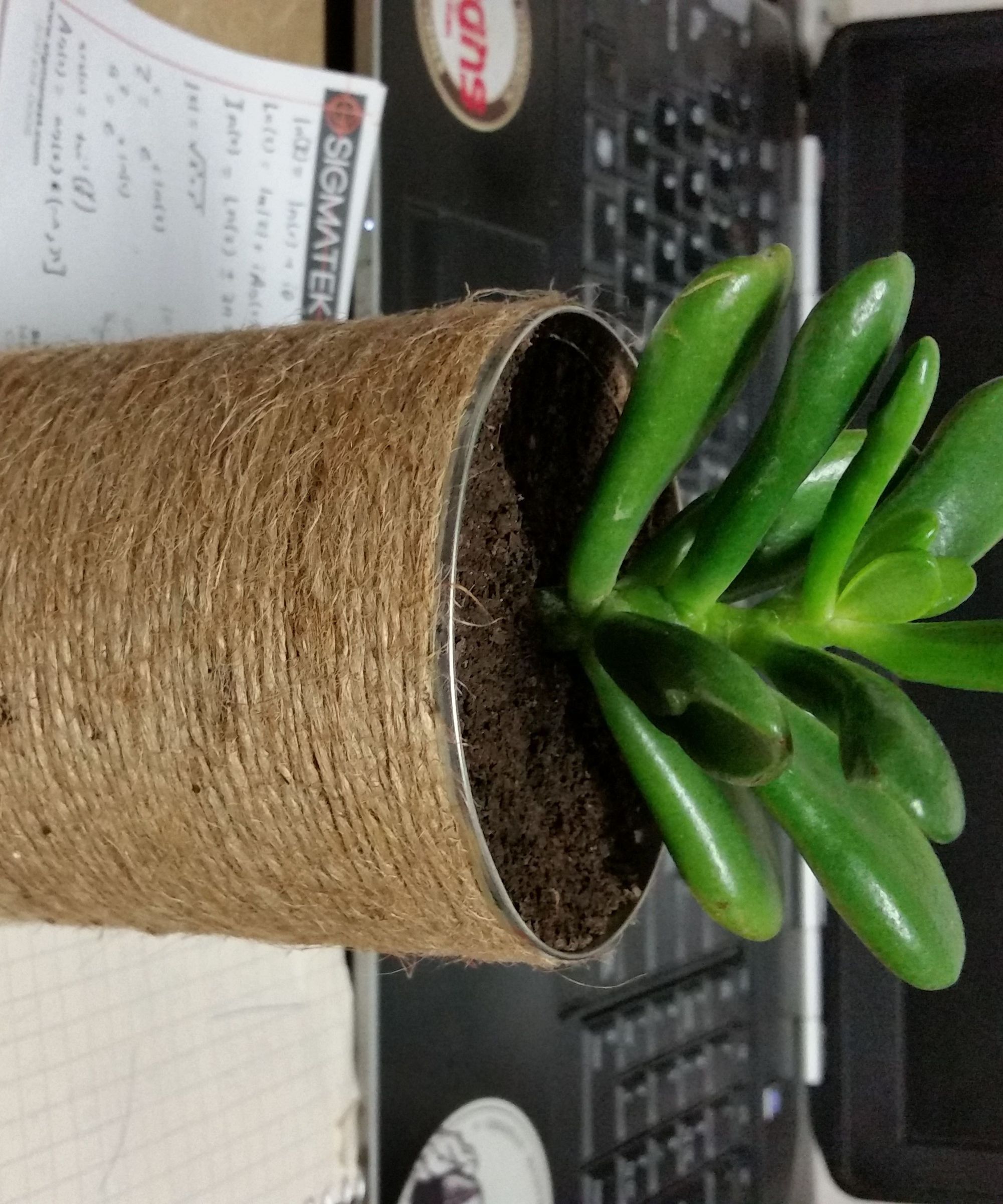Upcycled Tin Can Planter