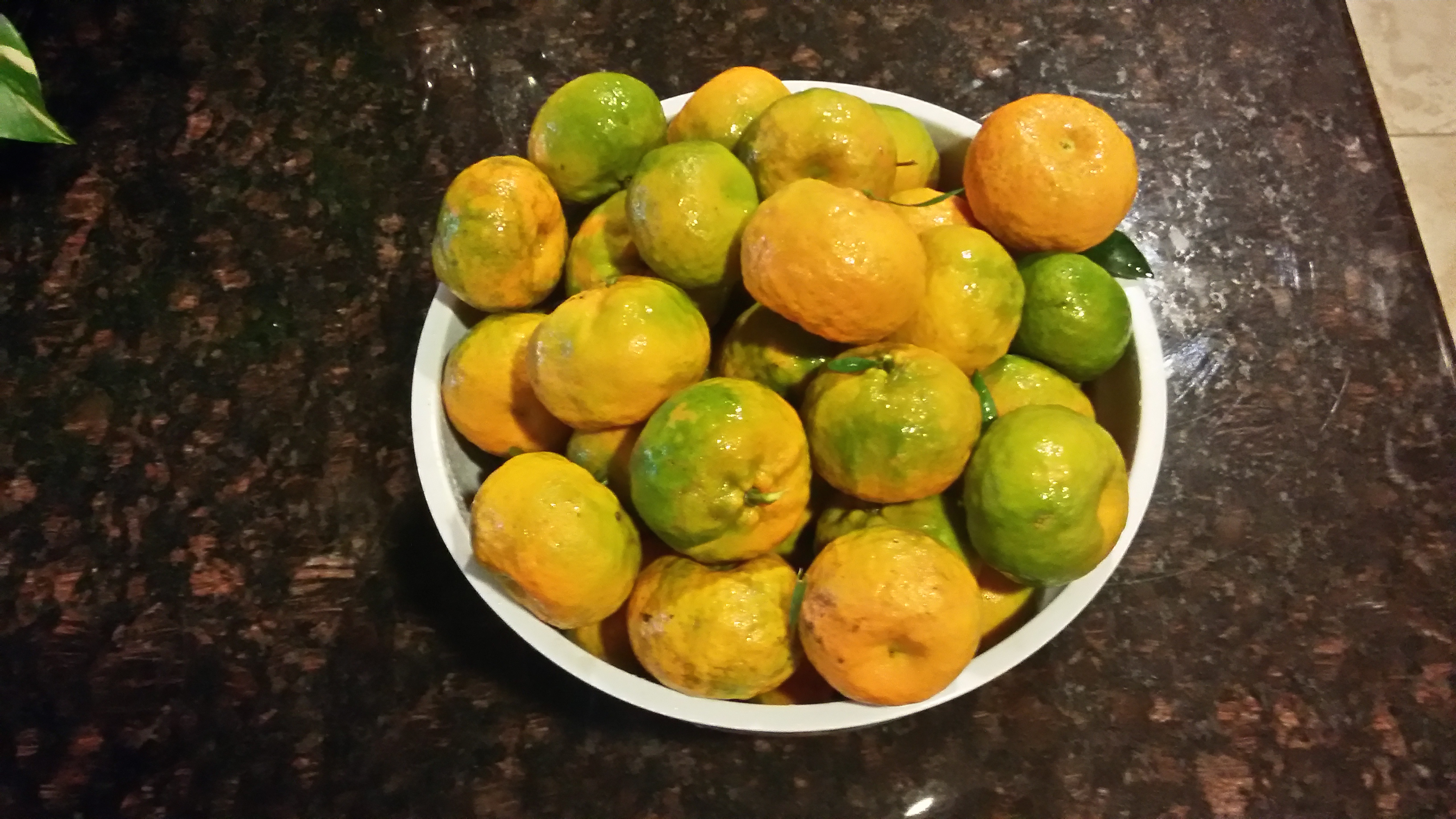 Grow a Tangerine Tree From a Cutting Instructables