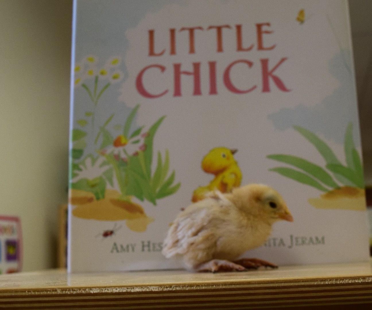 An Egg for a Classroom Pet?