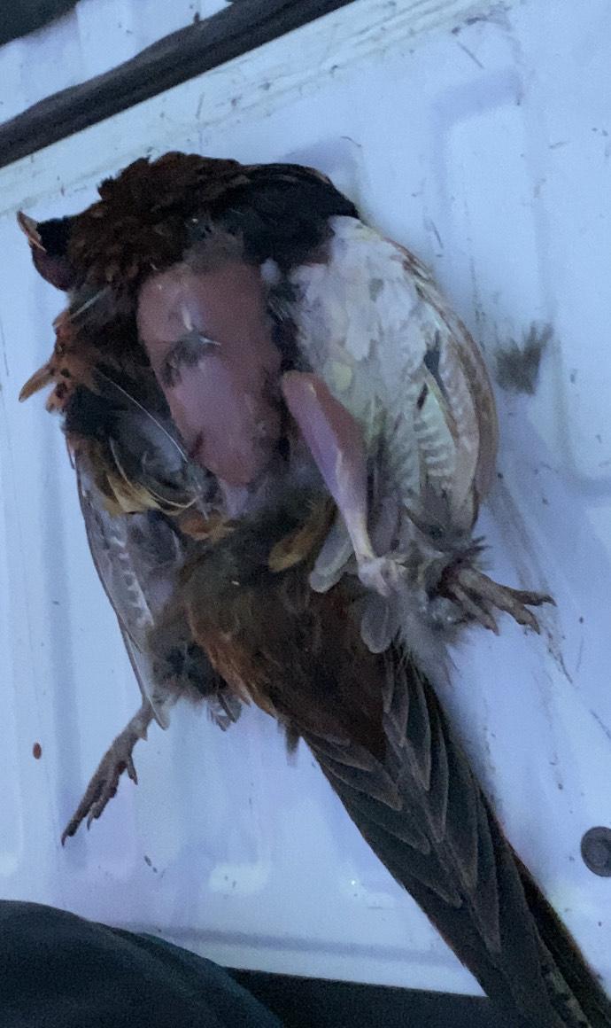 Skinning the Pheasant 