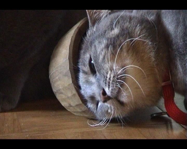 How to makes Cats go Crazy ?