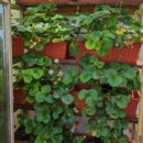 Arduino Managed Greenhouse - SHProject 6