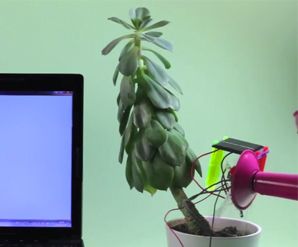 Make Your Own Thirsty Plant Graph!