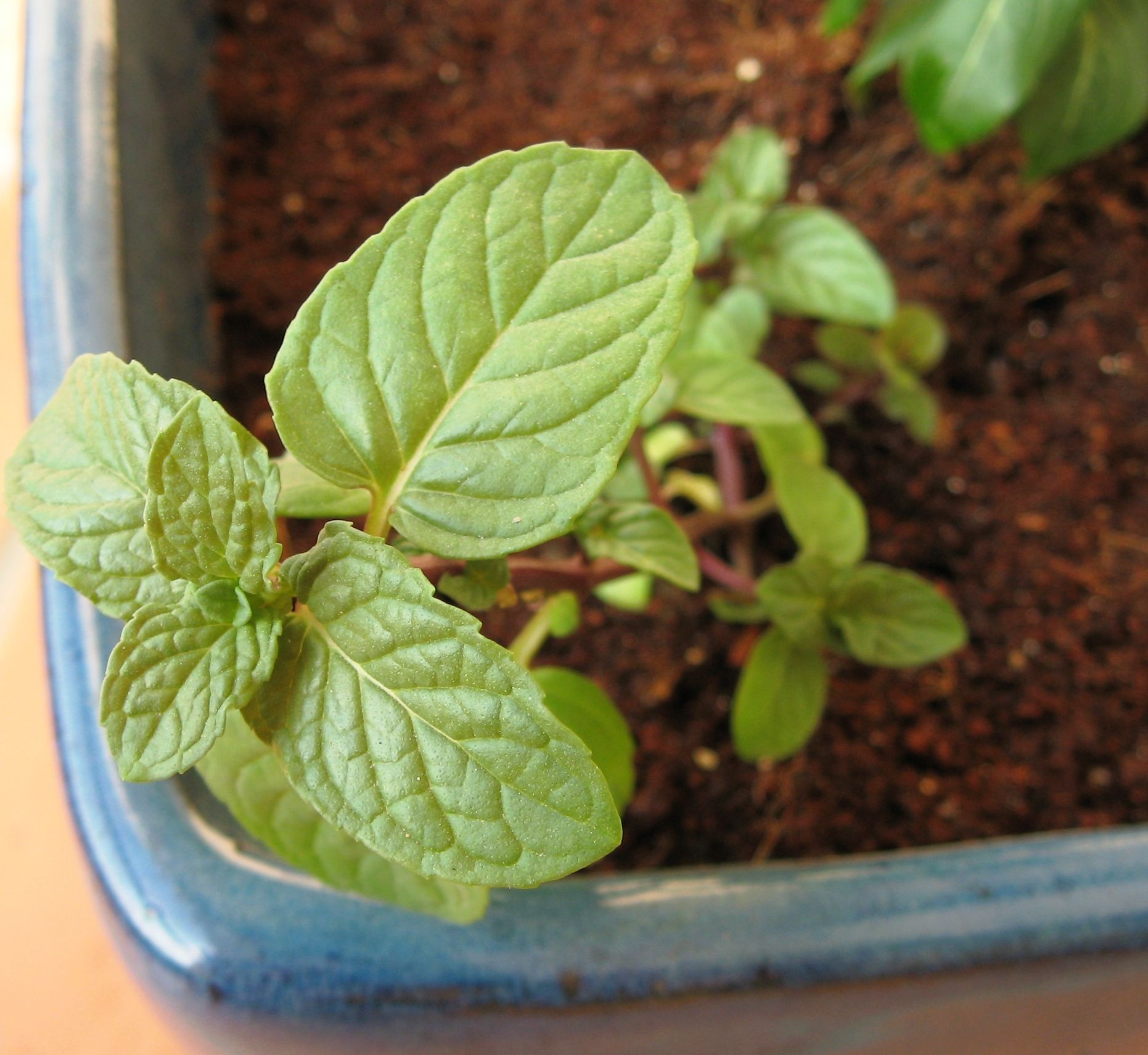 How to Help Your Plants Grow Faster. 3 Steps Instructables