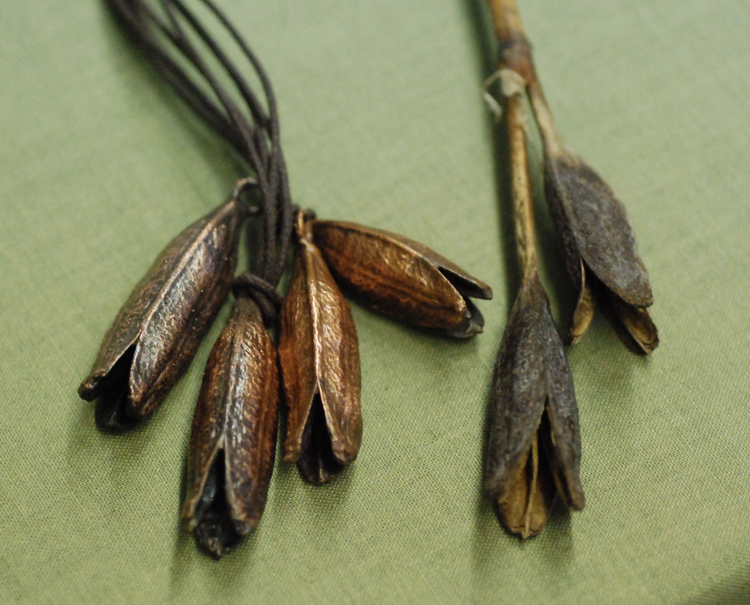 Electroforming an Iris Seed Pod