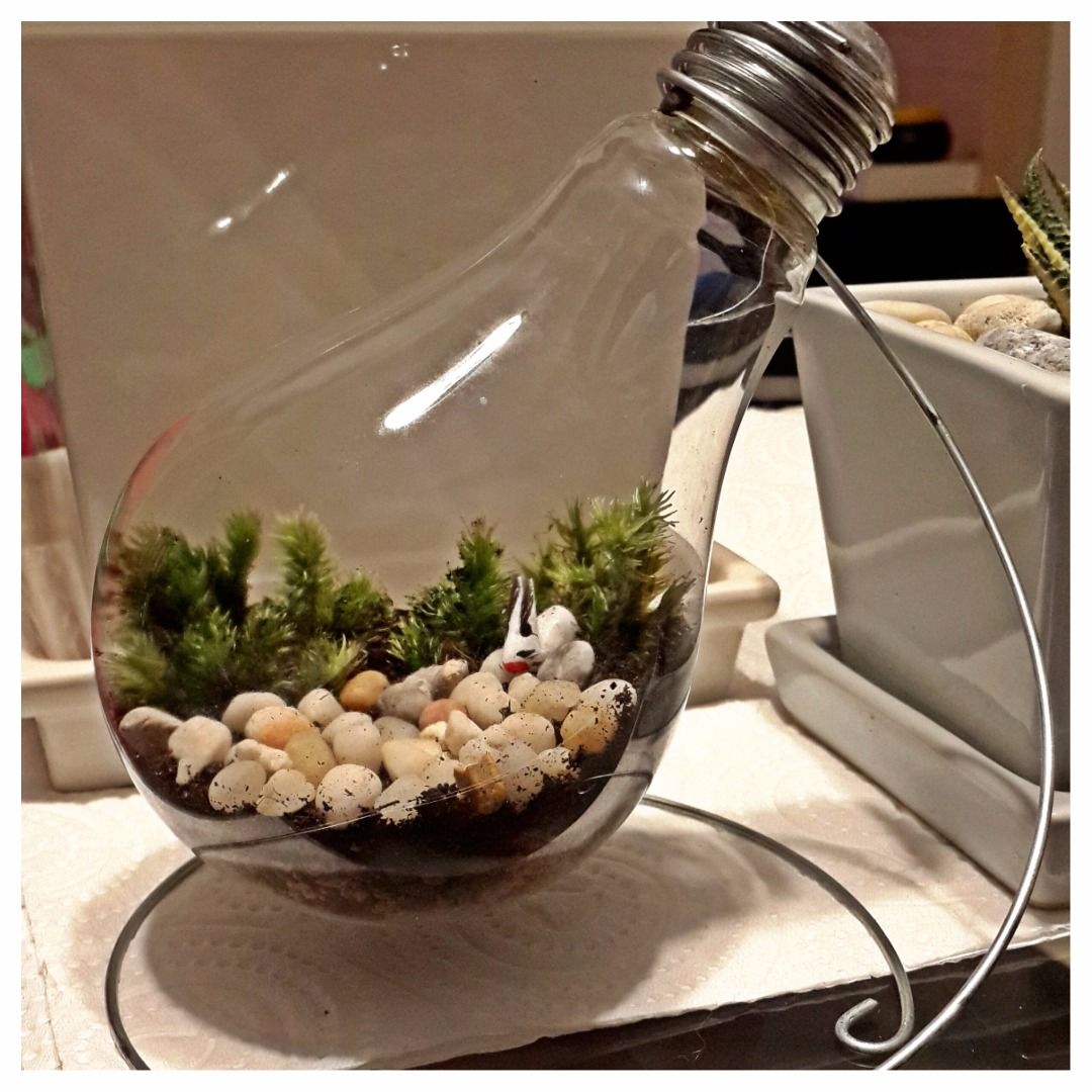 A Terrarium in a Light Bulb 4 Steps Instructables
