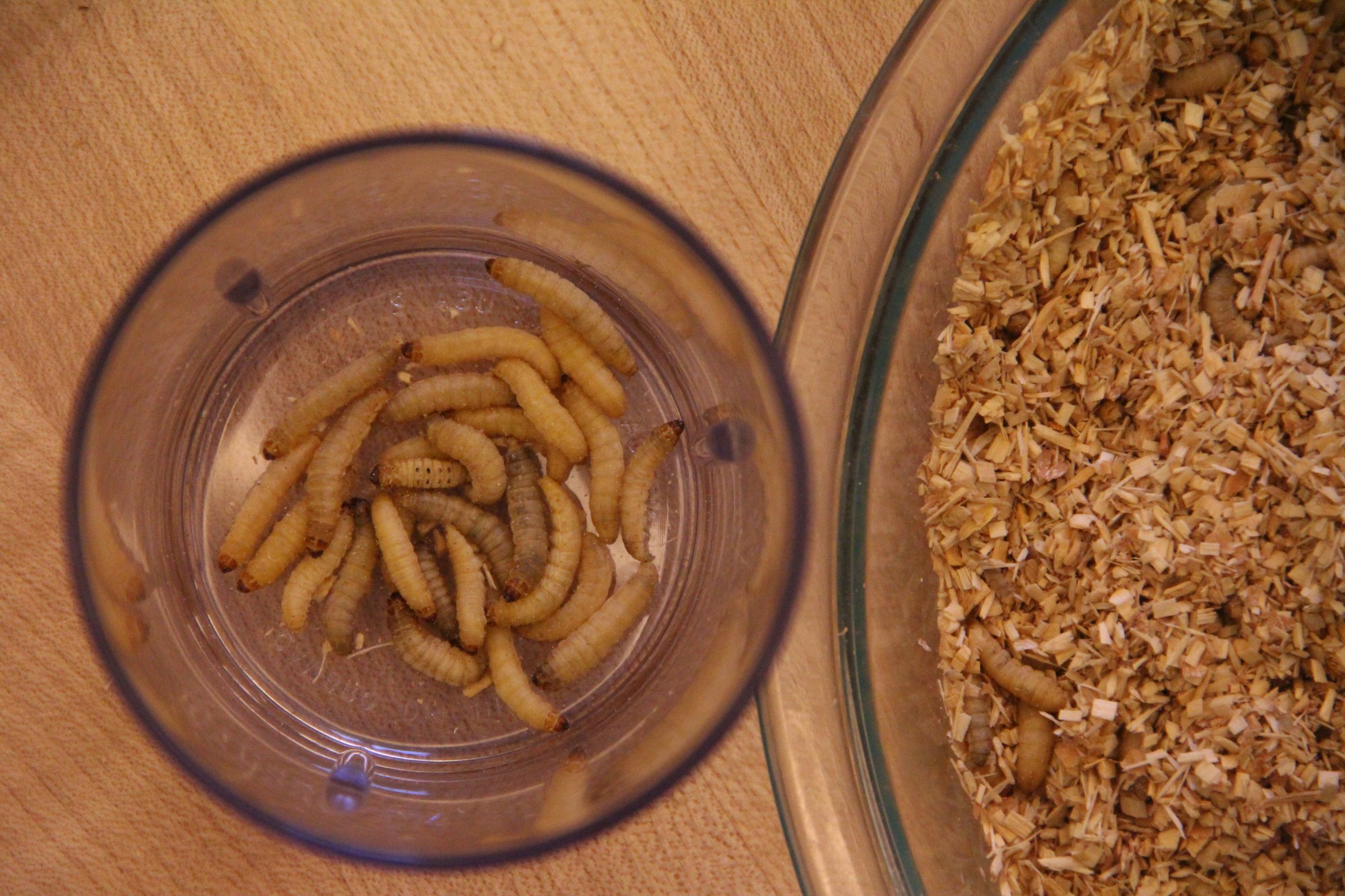 Insects for FoodPrep. 101 11 Steps (with Pictures) Instructables