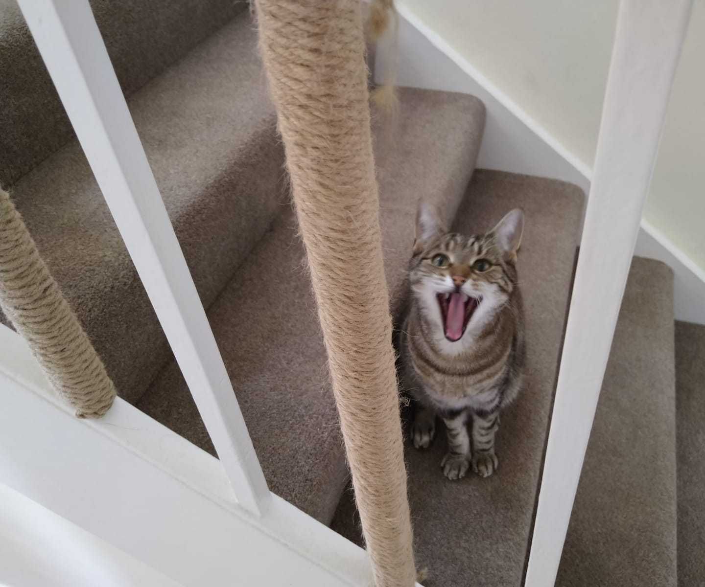 Cat Scratcher Stair Bannister. 5 Steps (with Pictures) Instructables