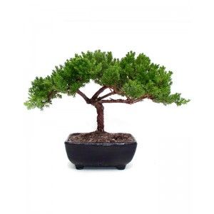 Make Your Home a Dwelling Place of Uncommon But Beautiful Plants