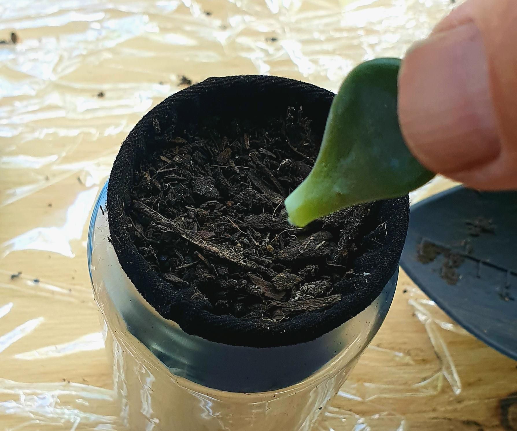 Growing Succulents