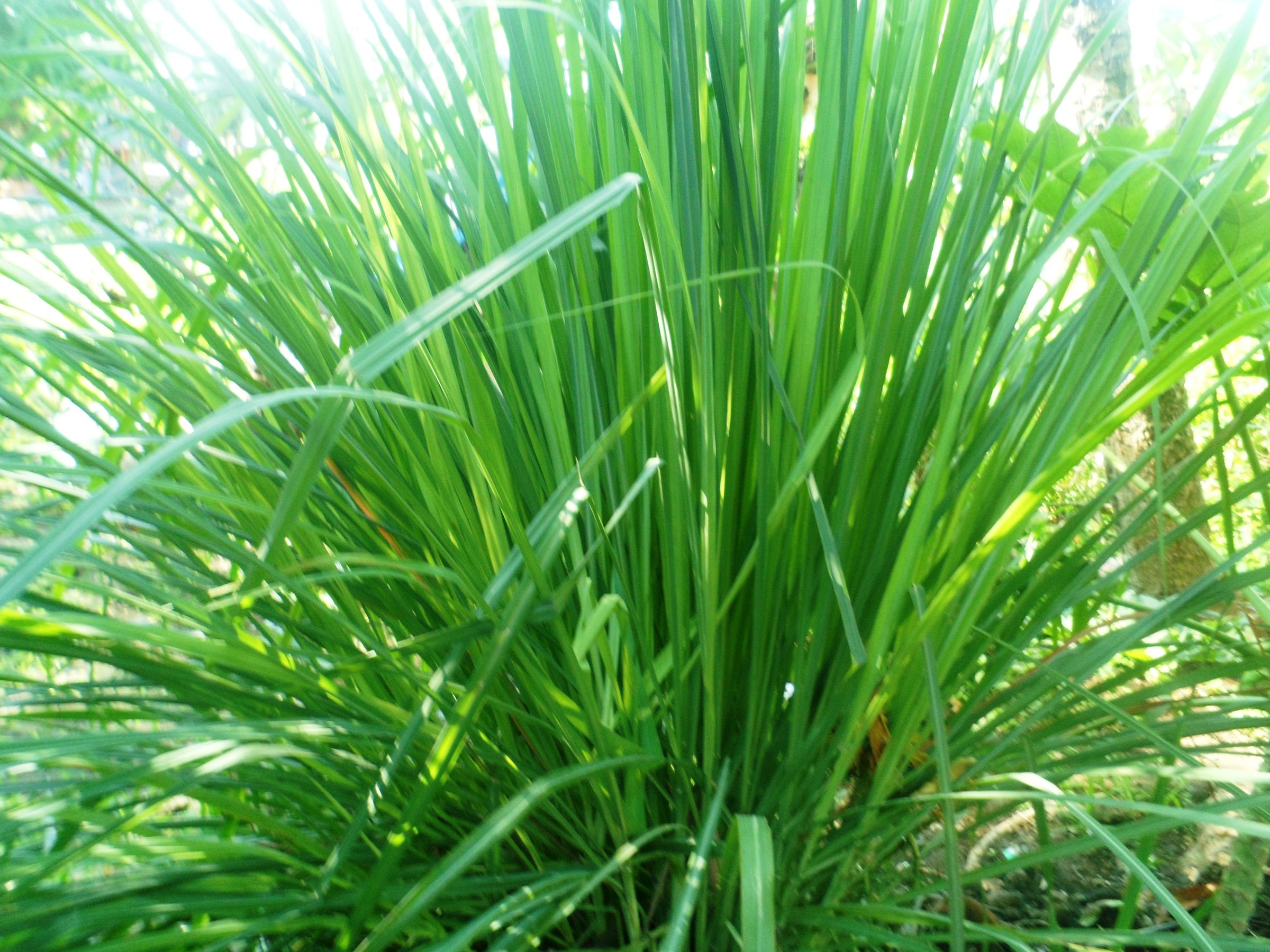 Easy LemongrassGinger Juice (with Pictures) Instructables