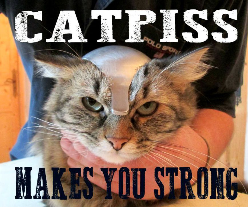 CATPISS - Preparing Your Cats for the Apocalypse