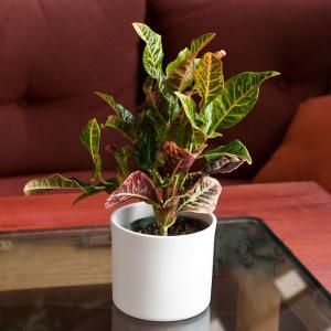 Make Your Home a Haven of Flowers With the Help of Container Gardens