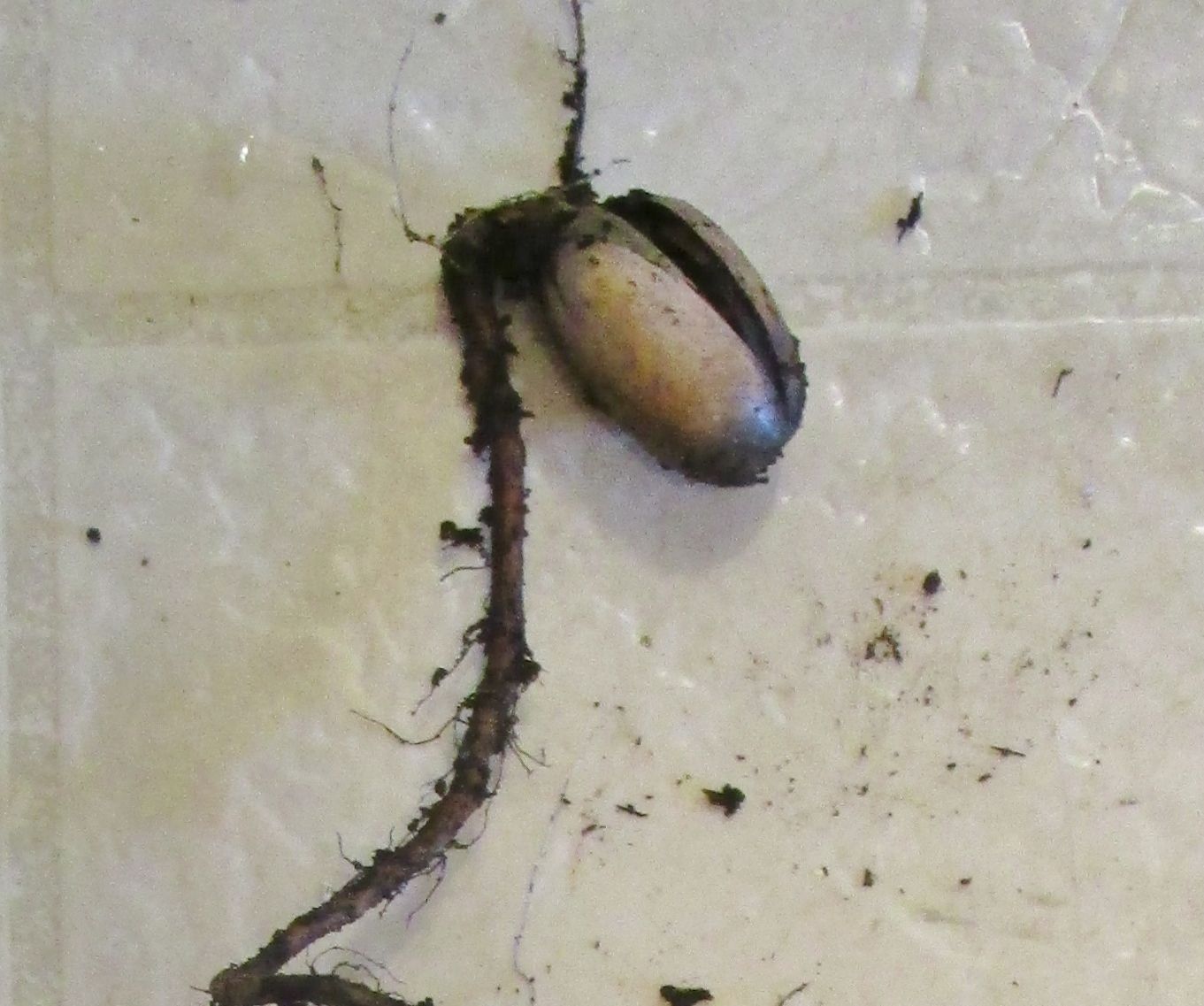 Plant Oak Tree Ready to Transplant