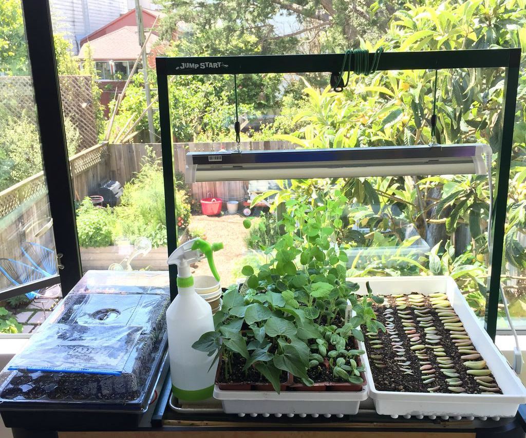 Urban Farming: Indoor Starter Plants From Seed