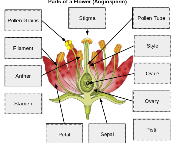 Flower Flip-Flap Activity