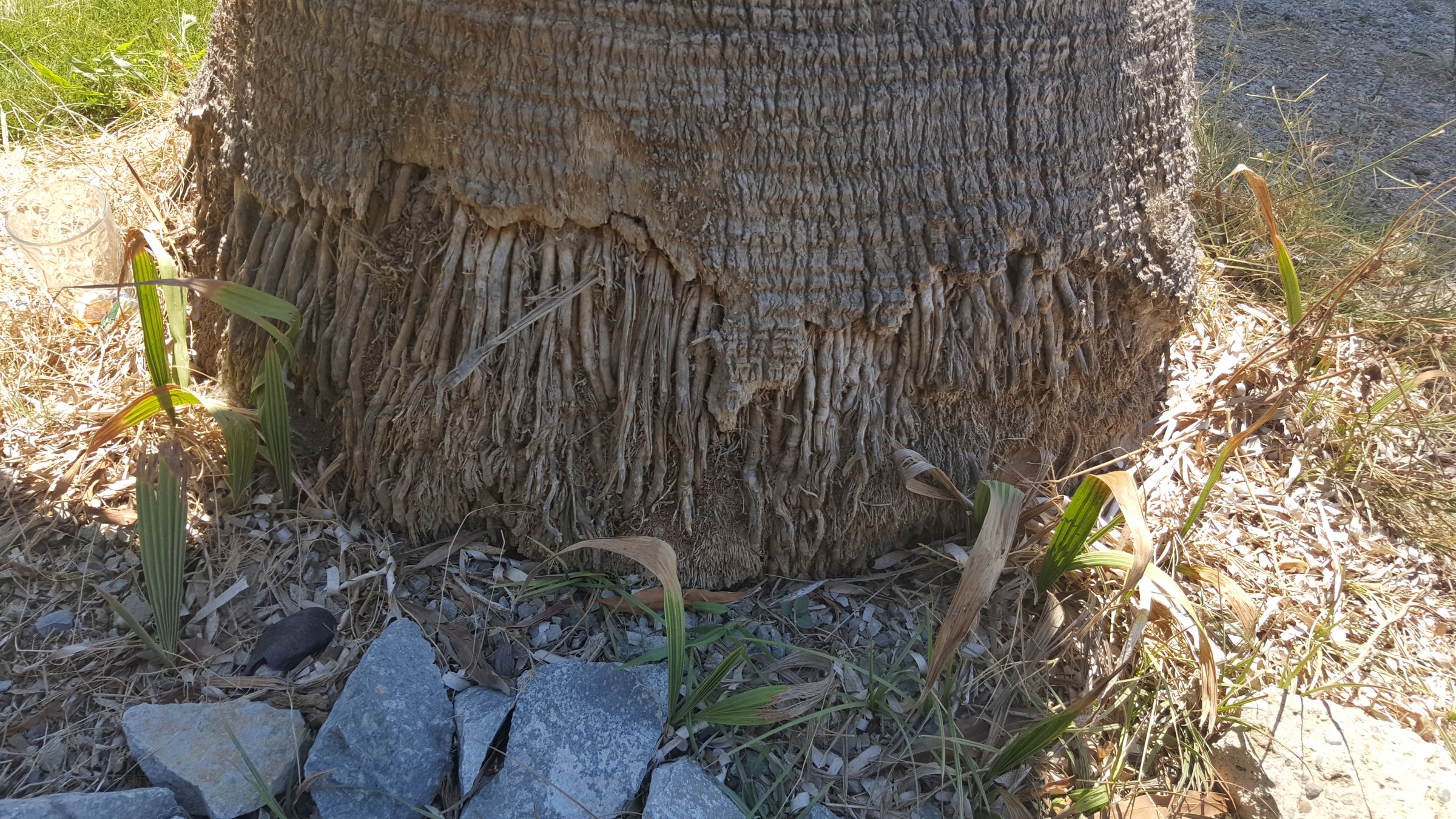 How to Cut Palm Tree's Leaves 10 Steps (with Pictures) Instructables