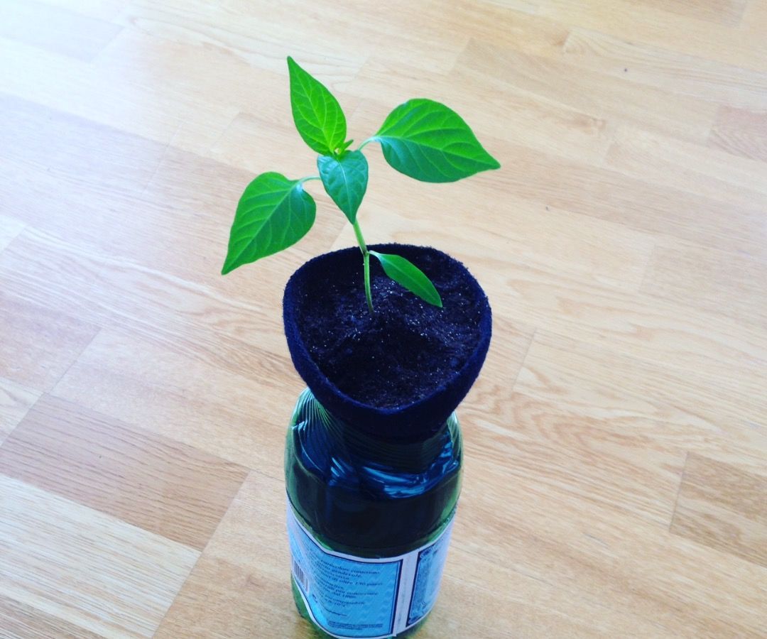 One Cut Self-Watering Planter (using a 2 Litre Bottle)
