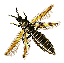 Laptop Monitor Thrip Removal...