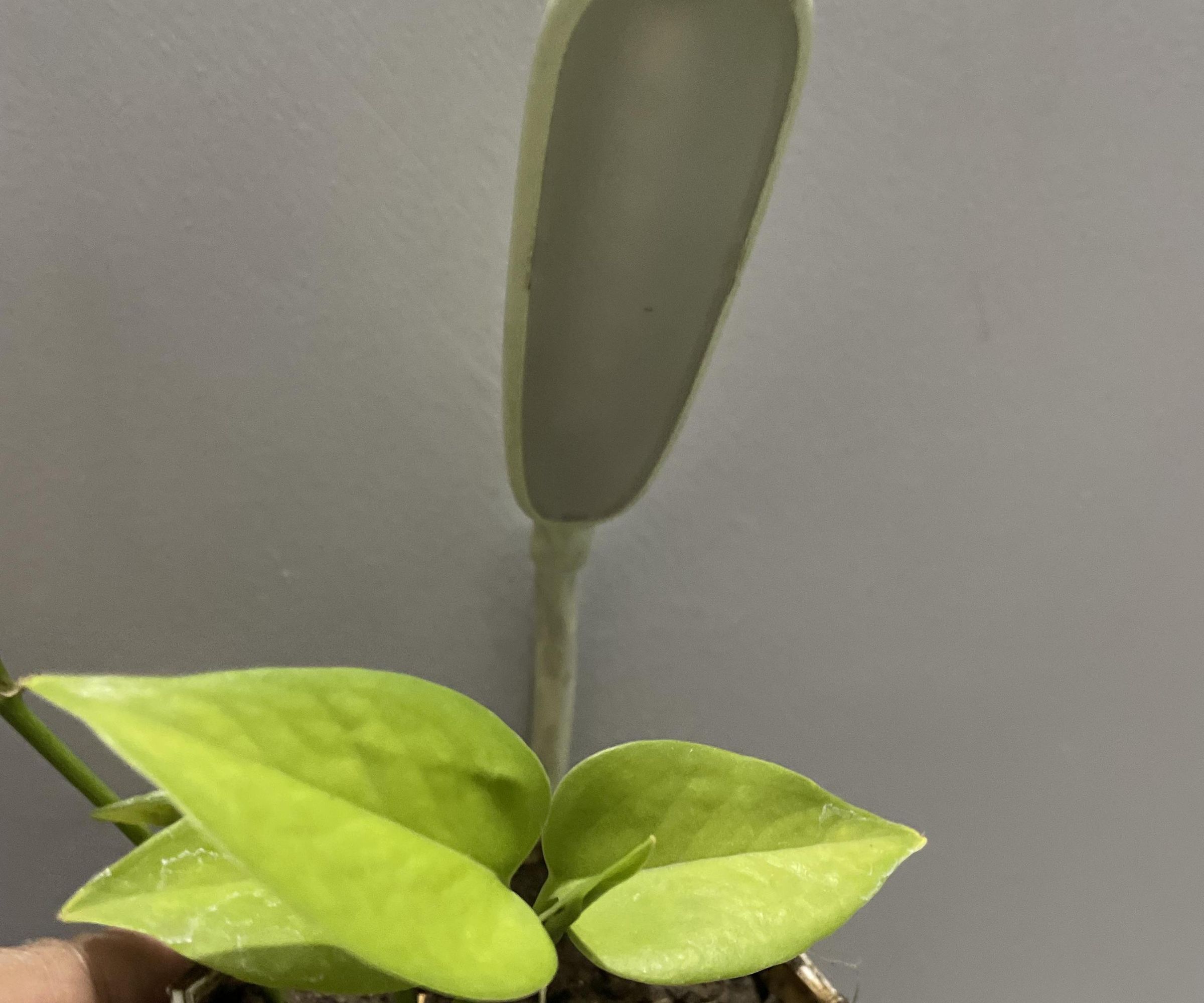 Emotion Expressing Smart Plant Pot