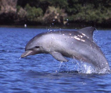 How to Make a Dolphin