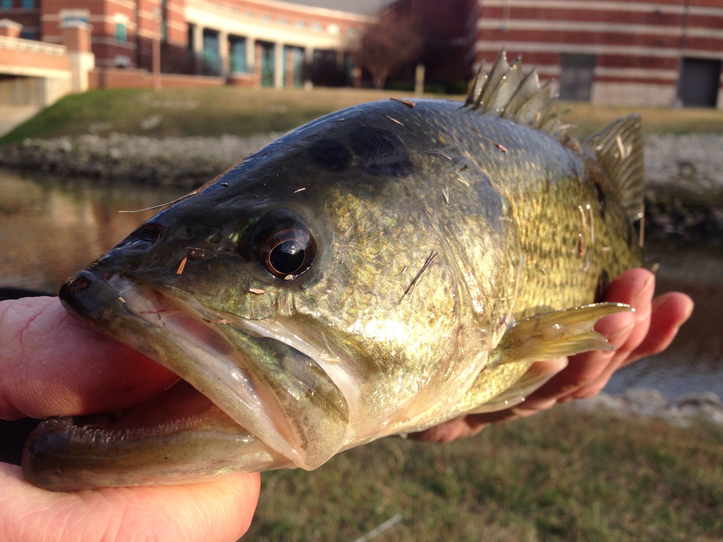 Bass Fishing for Pros and Beginners 4 Steps Instructables