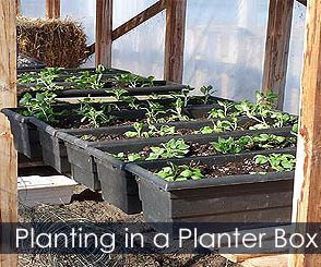 Window Box Planting - How to Plant a Planter Box